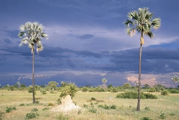Zimbabwe - Ilala palms Hwange National Park, Zimbabwe