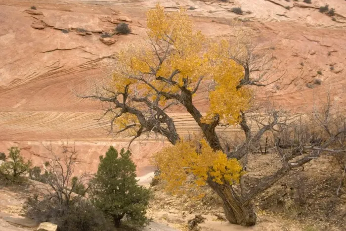 Framed Print : Zion National Park, Utah: Cottonwoods or poplars in autumn colour Framed Print : Zion National Park, Utah: Cottonwoods or poplars in autumn colour