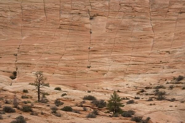 Zion National Park, Utah: huge sandstone cliff at checkerboard mesa