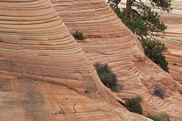 Zion National Park - Utah - USA - showing cross-bedded layers in sandstone
