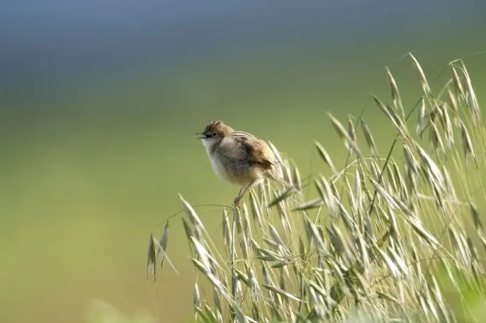 Framed Print : Zitting Cisticola - Singing, March Cyprus Framed Print : Zitting Cisticola - Singing, March Cyprus
