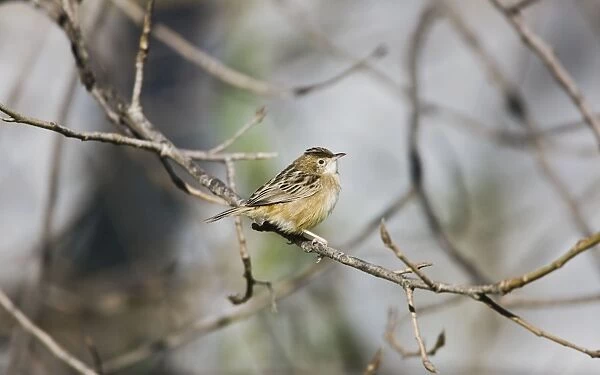 Zitting Cisticola  /  Streaked Fantail Warbler - perched - Spain