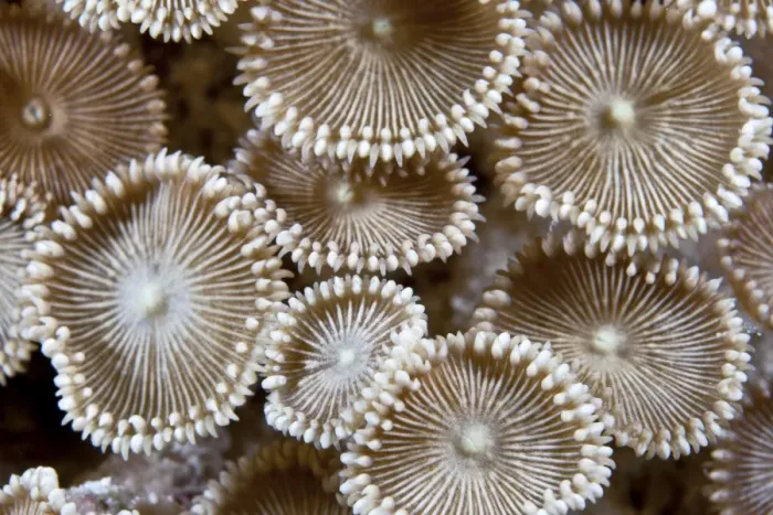 Framed Print : Zoanthids - Maldives Framed Print : Zoanthids - Maldives