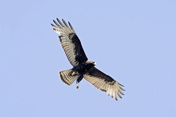 Zone-tailed Hawk in flight. Nayarit Mexico