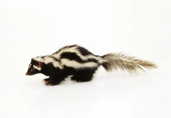 Framed Print : Zorilla / Stripped Polecat Framed Print : Zorilla / Stripped Polecat