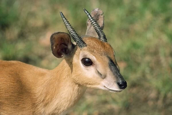 Zulu Suni Antelope - male
