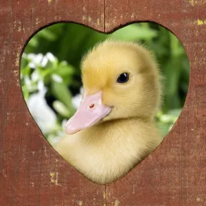 1 week old duckling - peering through wooden heart ornament