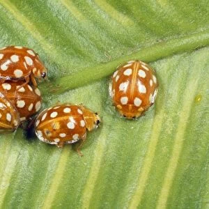 14-spot Ladybird - aggregation UK