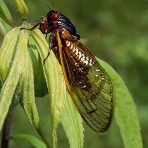 17 Year Periodical Cicada. Hamden, CT, USA. June 1996