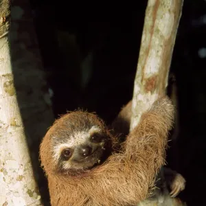 3 Toed Sloth - young Costa Rica