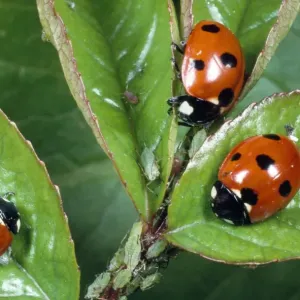7-spot ladybird - feeding on aphids - UK also know as Coccinella septempunctata 7-spot ladybird - feeding on aphids - UK also know as Coccinella septempunctata