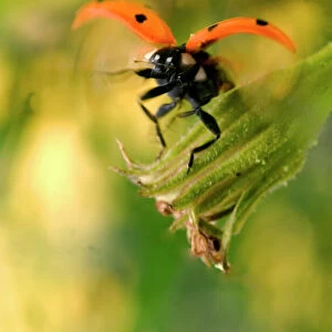 7-Spot Ladybird - In flight, landing by flower