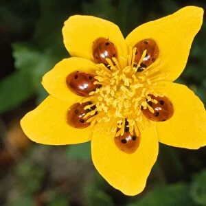 7-Spot Ladybird - on marsh marigold - UK