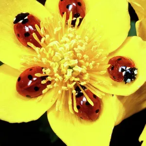 7-SPOT LADYBIRD - on Marsh Marigolds