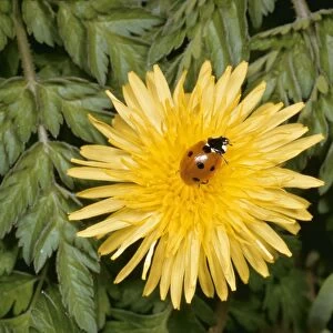 7 Spot Ladybird SPH 742 On Dandelion flower UK Coccinella 7 punctata © Steve Hopkin / ARDEA LONDON