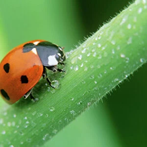 7-spot Ladybird - surrounded by dew-drops