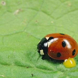 7-Spot Ladybird - UK