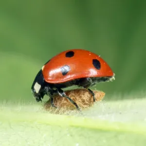 7-spot Ladybird - on wasp parasite pupa - UK also know as Coccinella septempunctata 7-spot Ladybird - on wasp parasite pupa - UK also know as Coccinella septempunctata
