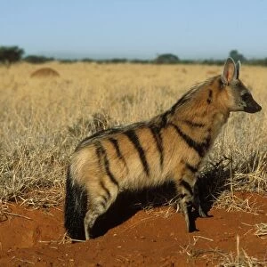 Aardwolf Side view, South Africa