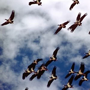 Abdim's Storks - in flight
