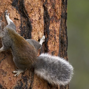 Abert's Squirrel / Tassel-eared squirrel - On side of old growth ponderosa pine tree. South rim of Grand Canyon, Arizona, USA _PTL4814