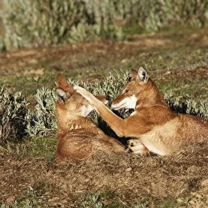 Abyssinian / Ethiopian Wolf / Simien Jackal / Simien Fox - two playing. Endangered. Bale Mountains - Ethiopia. 4000 m - 4300 m