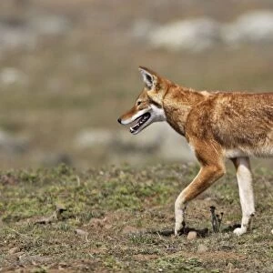 Abyssinian / Ethiopian Wolf / Simien Jackal / Simien Fox - two. Endangered. Bale Mountains - Ethiopia. 4000 m - 4300 m