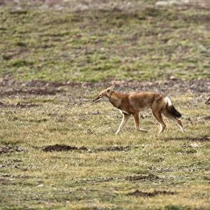 Abyssinian / Ethiopian Wolf / Simien Jackal / Simien Fox - two. Endangered. Bale Mountains - Ethiopia. 4000 m - 4300 m