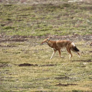 Abyssinian / Ethiopian Wolf / Simien Jackal / Simien Fox - two. Endangered. Bale Mountains - Ethiopia. 4000 m - 4300 m