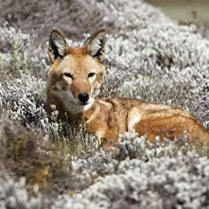 Abyssinian / Ethiopian Wolf / Simien Jackal / Simien Fox - single. Endangered. Bale Mountains - Ethiopia. 4000 m - 4300 m