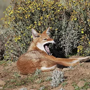 Abyssinian / Ethiopian Wolf / Simien Jackal / Simien Fox - yawning. Endangered. Bale Mountains - Ethiopia. 4000 m - 4300 m