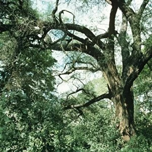 Acacia tortilis - Ethiopia