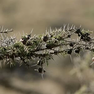 Acacia Tree - close-up. Kenya - Africa