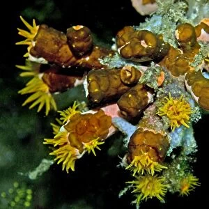 Acoelous flatworms on Tubastraea faulkneri cup coral. These flat worms seem to be devouring the flesh from the cup corals skeleton. Indonesia