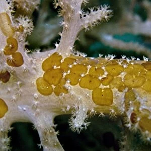 Acoelous Flatworms - usually found living in clusters on soft coral - Indonesia