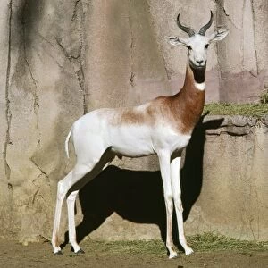 Addra / Dama / Red-shouldered / Red-necked Gazelle - endangered African