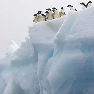 Adelie Penguin - On iceberg Paulet Island, Antarctica