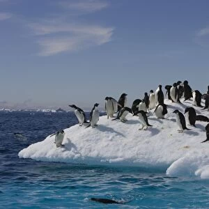 Adelie Penguin - On iceberg Paulet Island, Antarctica