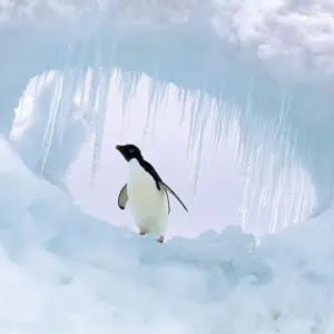 Adelie Penguin Paulet Island, Antarctic Sound Adelie Penguin Paulet Island, Antarctic Sound