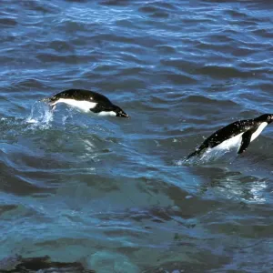Adelie Penguin - In sea porpoising JPF20307 Adelie Penguin - In sea porpoising JPF20307
