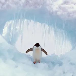ADELIE PENGUIN - standing on ice, wings spread ADELIE PENGUIN - standing on ice, wings spread