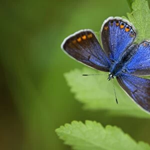 Adonis Blue Butterfly - female resting by dull weather