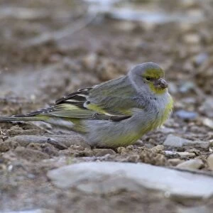 Adult Citril Finch Spanish Pyrenees, February
