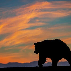 Adult grizzly bear silhouetted on beach at sunrise, Lake Clark National Park and Preserve, Alaska, Silver Salmon Creek Date: 30-08-2021