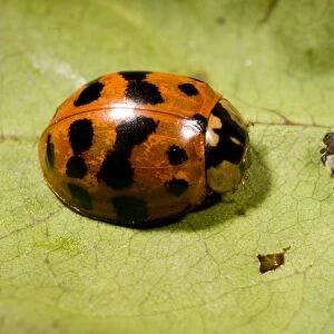 Adult Harlequin Ladybird with newly hatched larvae and eggs. UK
