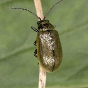 Adult Heather Beetle - Damages native Heather in Scotland Location: Scotland, UK