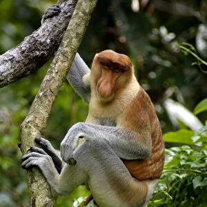 Adult male of Proboscis monkey doses in early morning, hanging to a tree near Kinabatangan river; typical; Sabah, Borneo, Malaysia; June. Ma39. 3130