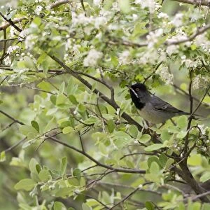 Adult Male Ruppell's Warbler - Turkey May