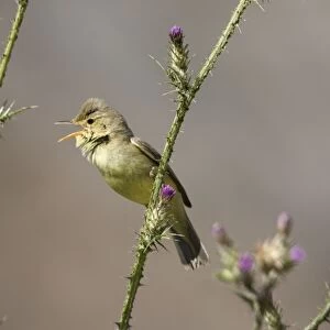 Adult Melodious Warbler - Singing - Spain April
