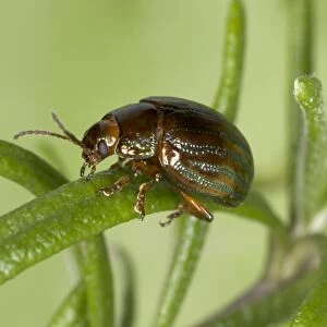 Adult Rosemary Beetle - On Rosemary leaf. Pest of Rosemary and Lavender plants. Recent introduction to UK Location: London garden, UK First recorded from the UK in 1963
